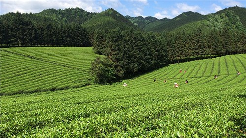 農(nóng)業(yè)部牽頭成立中國茶產(chǎn)業(yè)聯(lián)盟，公司選為副理事長單位